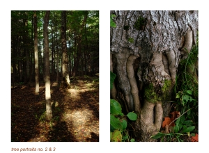 https://www.kalialenaghan.com/files/gimgs/th-49_treeportraits3.jpg